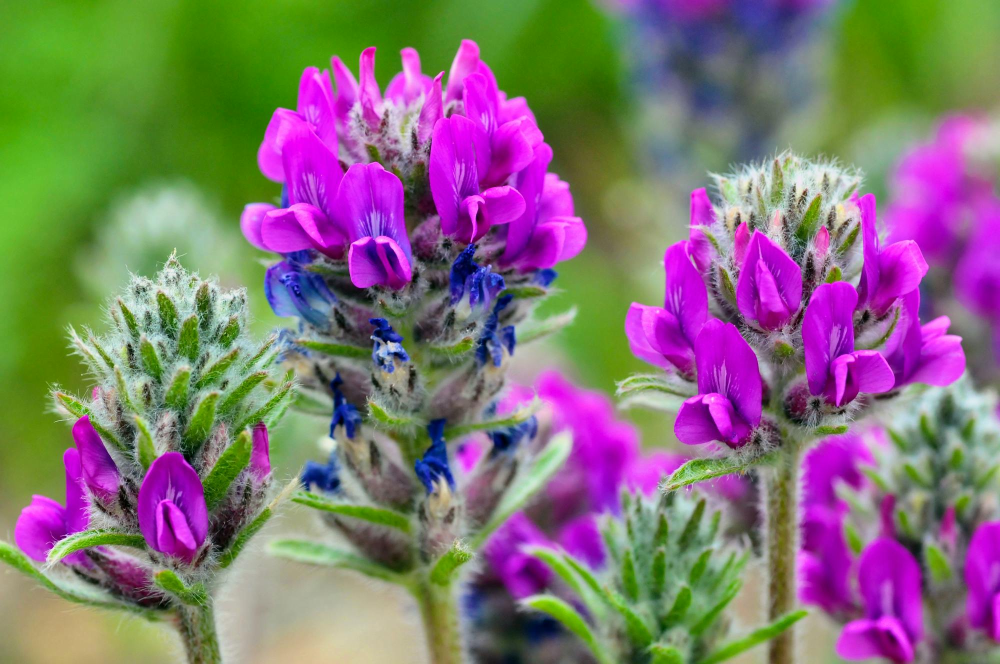 Fassett's_locoweed